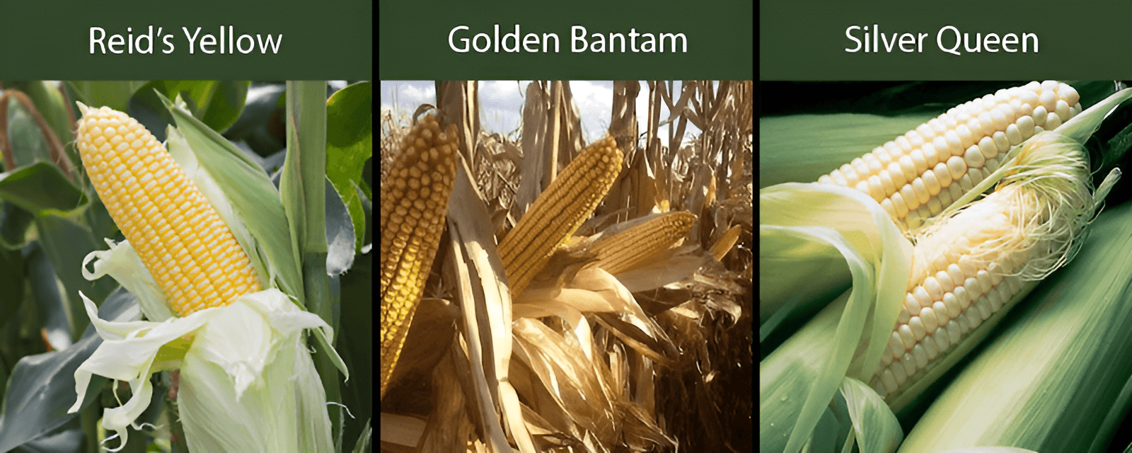 reids yellow corn golden bantam corn silver queen corn varieties